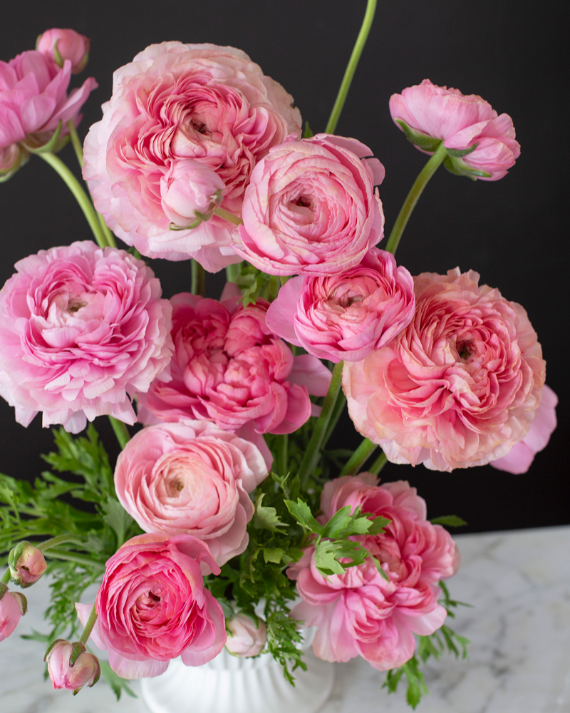 A bouquet of pink ranunculus flowers with hints of apricot, arranged in a white vase against a dark background.