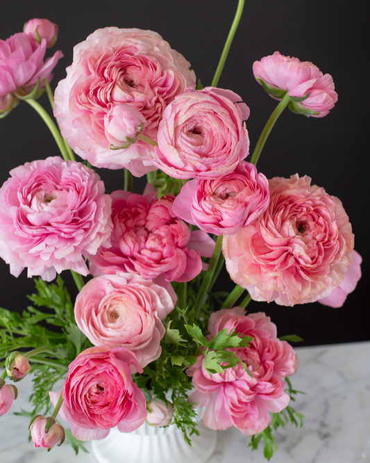 A bouquet of pink ranunculus flowers with hints of apricot, arranged in a white vase against a dark background.