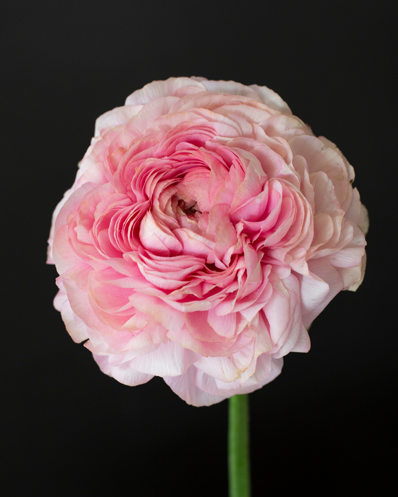 Faded pink Italian ranunculus flower close up
