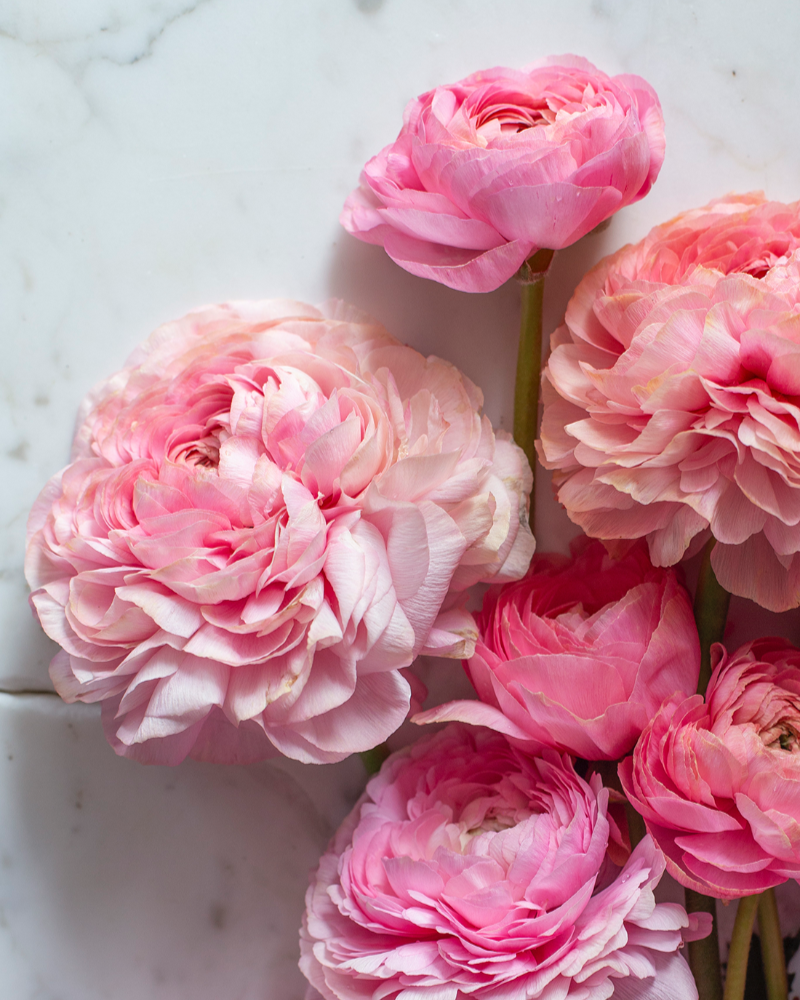 Pink and sherbet Italian Ranunculus Pastello flowers