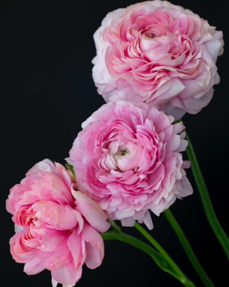 pink Italian ranunculus Pastello
