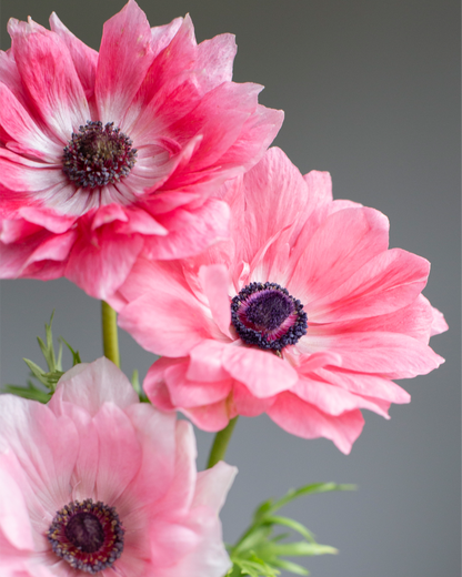A close-up of pink Anemone flowers with a dark center, blooming against a blurred green and pink background.