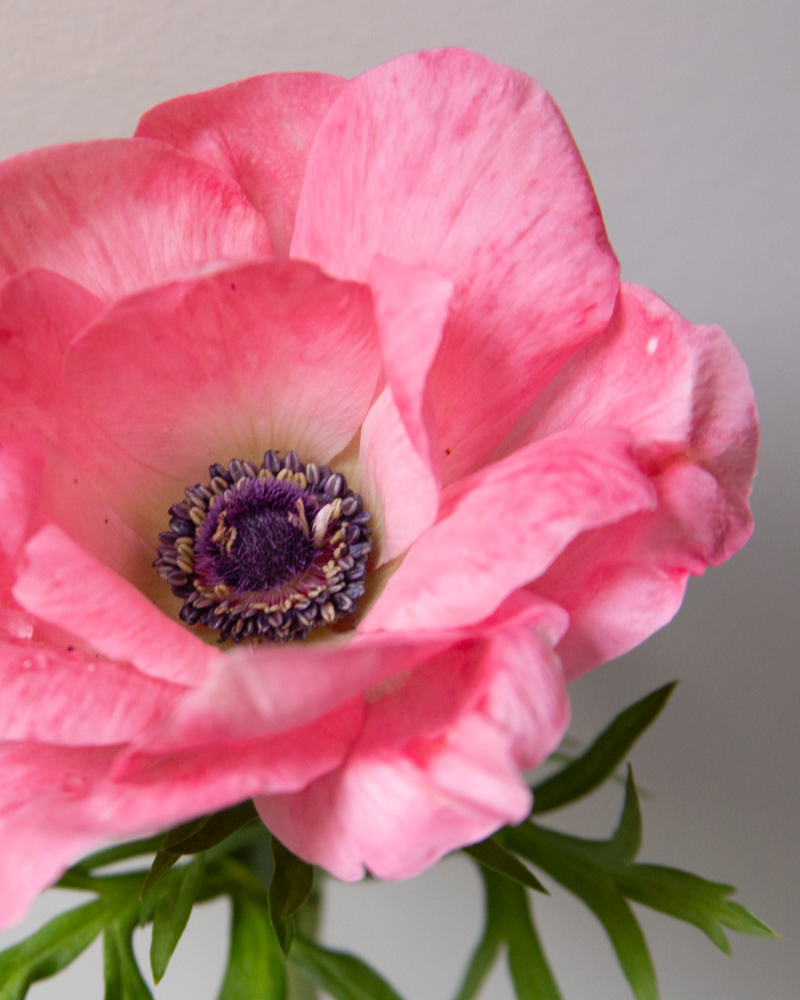 Close up of Italian anemone Rosa Chiaro and its dark indigo center