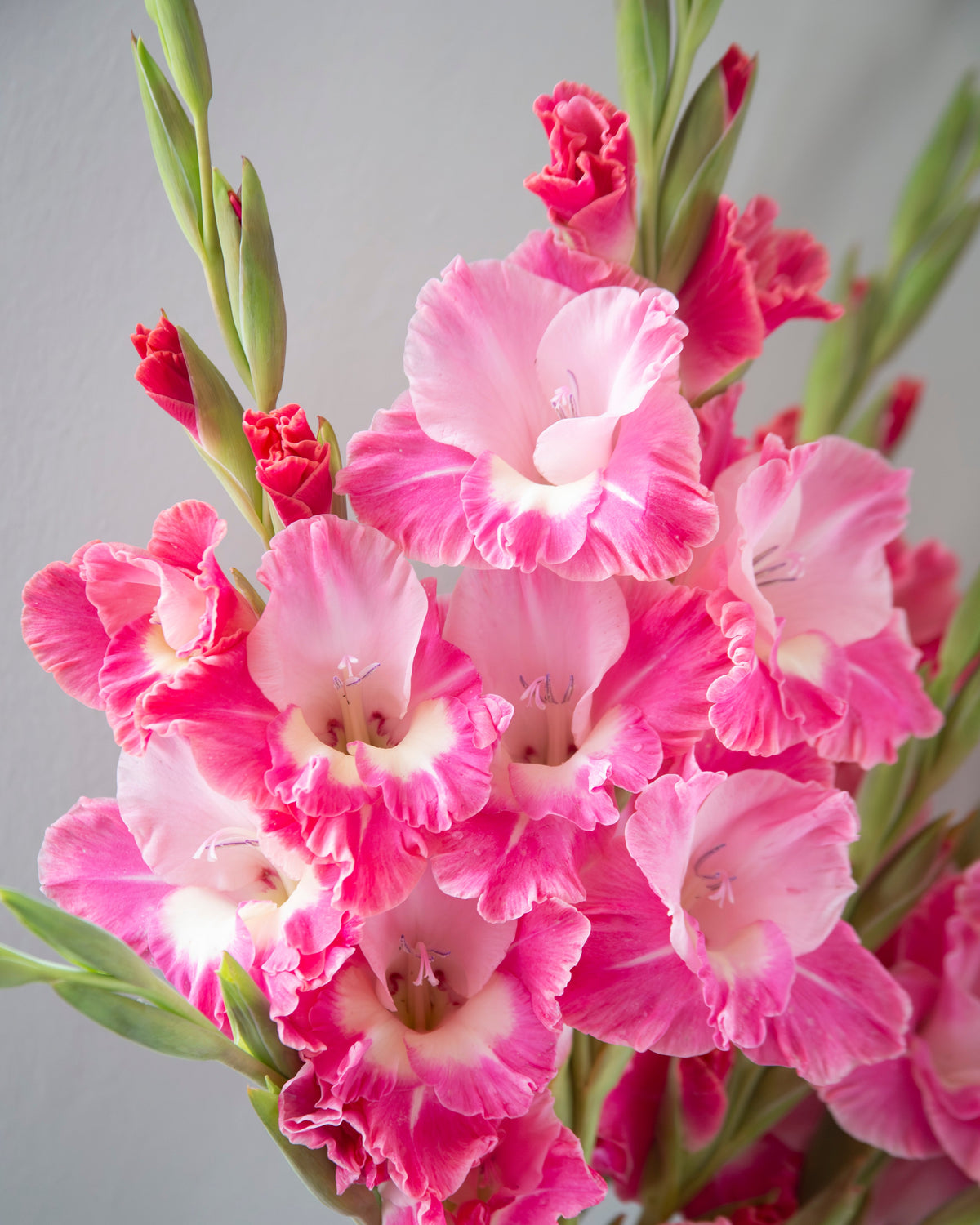 A close-up of pink gladiolus flowers with ruffled petals and green stems, arranged in a vase against a soft light gray background.