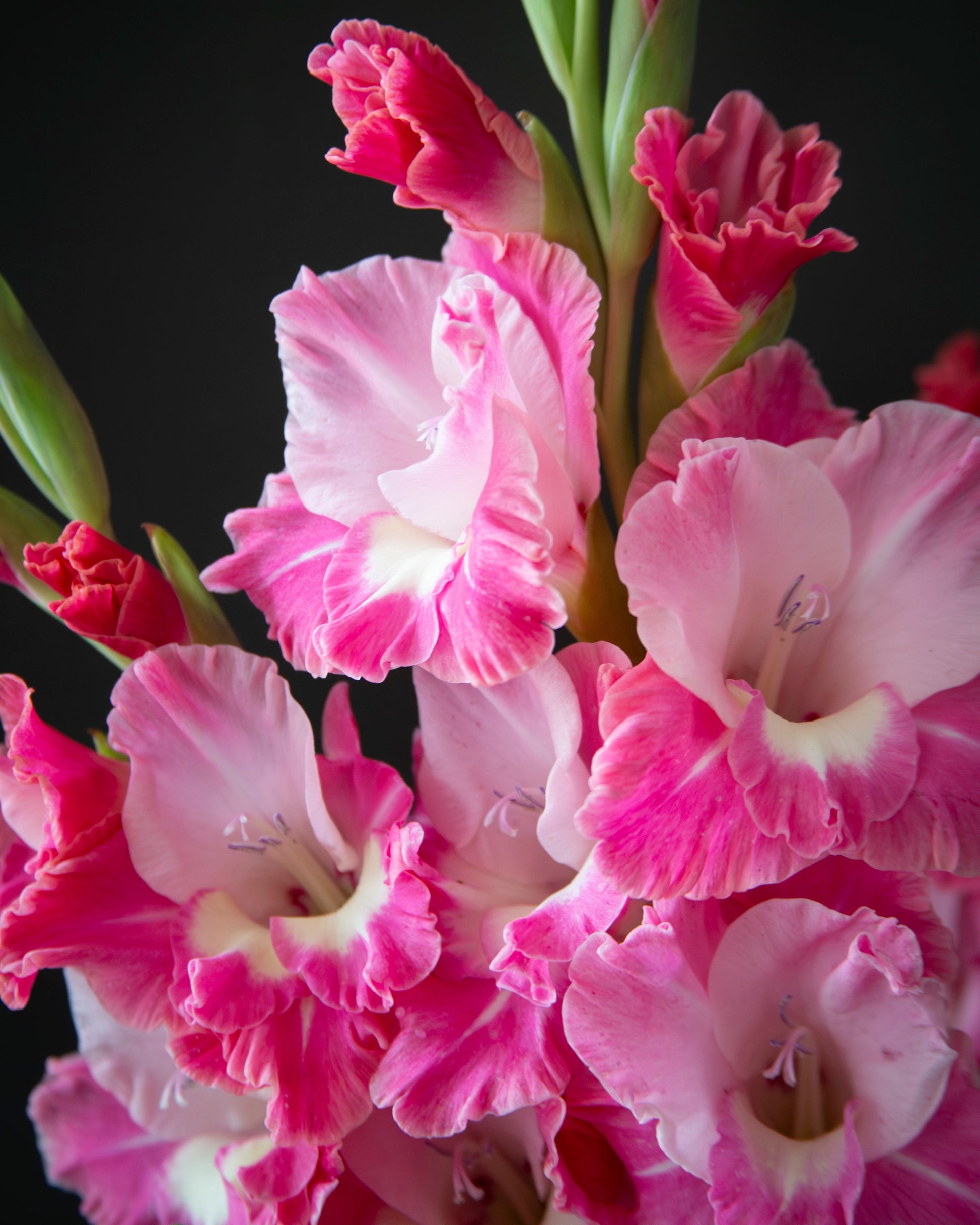A close-up of pink gladiolus flowers with ruffled petals and green stems against a dark black background.