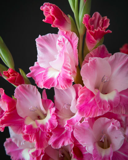 A close-up of pink gladiolus flowers with ruffled petals and green stems against a dark black background.