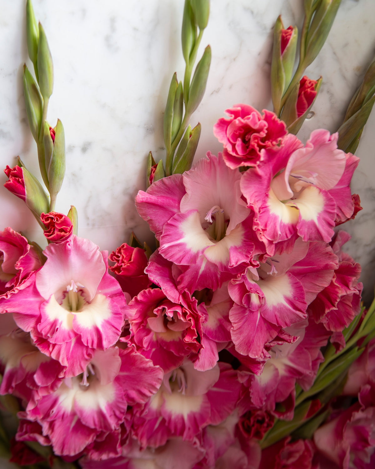 A close-up of vibrant pink and white gladiolus flowers with green buds, arranged on a light marble surface.