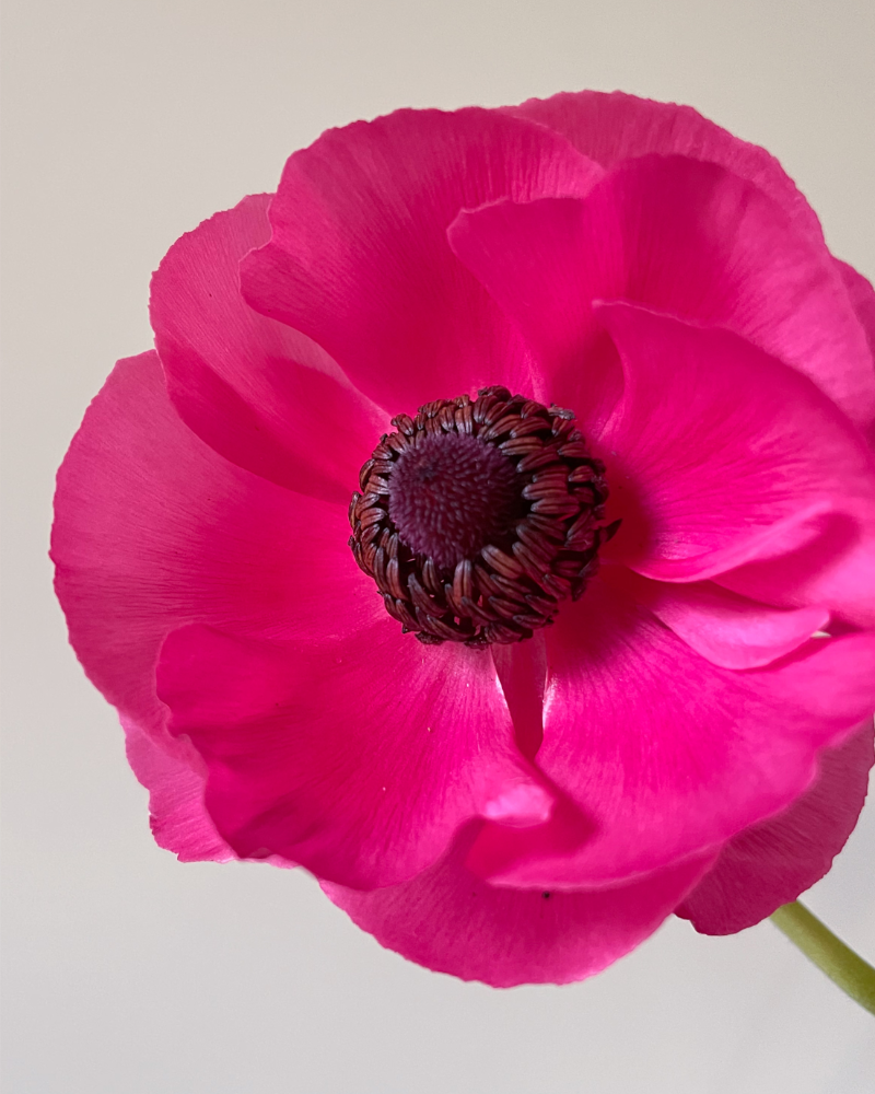 Anemone Pinkie