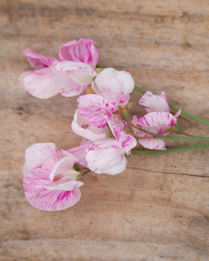 Sweet Pea Queen of Hearts