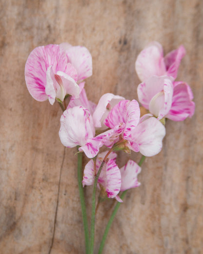 Sweet Pea Queen of Hearts