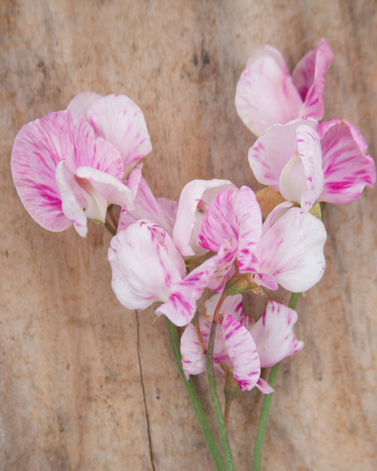 Sweet Pea Queen of Hearts