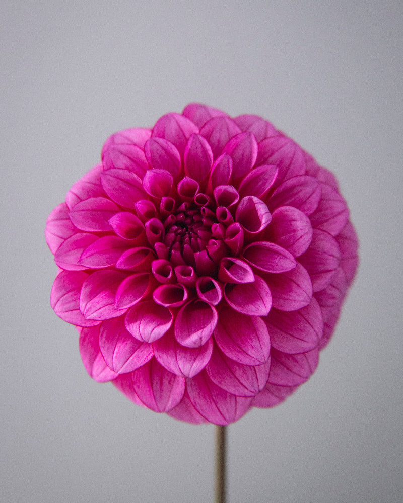 RM Berry Bliss (Cutting)