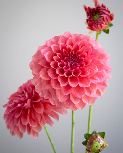 RM Pink Sugar (Cutting)
