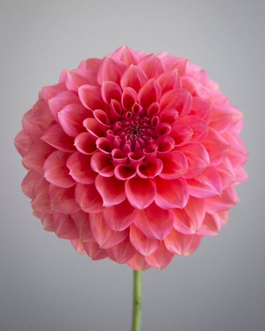 RM Pink Sugar (Cutting)