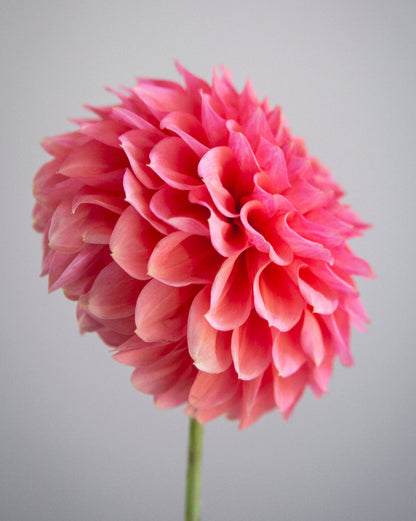 RM Pink Sugar (Cutting)