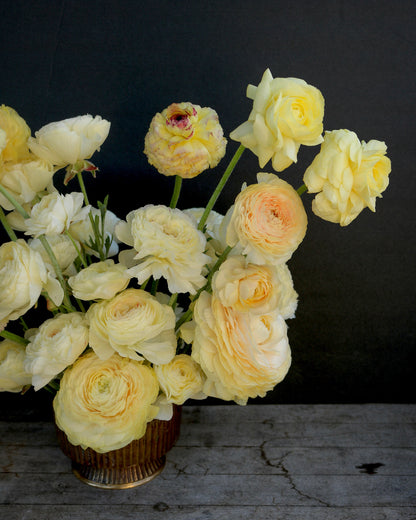 Creamy yellow Hydra ranunculus flowers in a gold vase against a black background