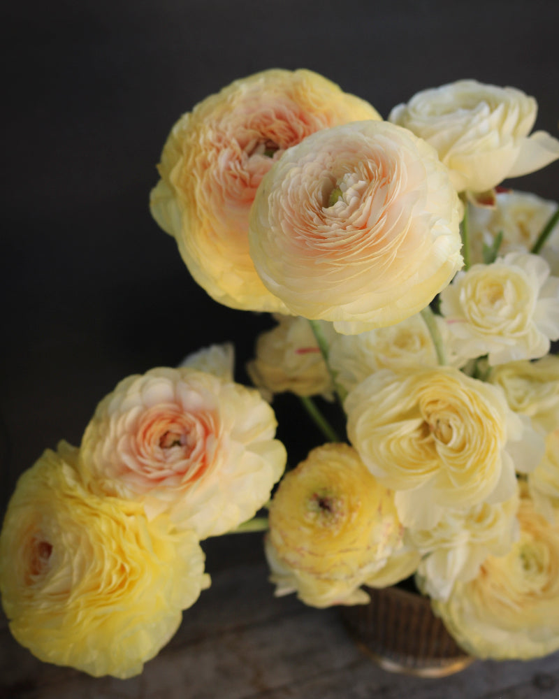 Cream and yellow flower blooms from ranunculus Hydra