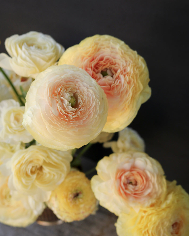 Cream and yellow ranunculus flowers with peachy orange centers