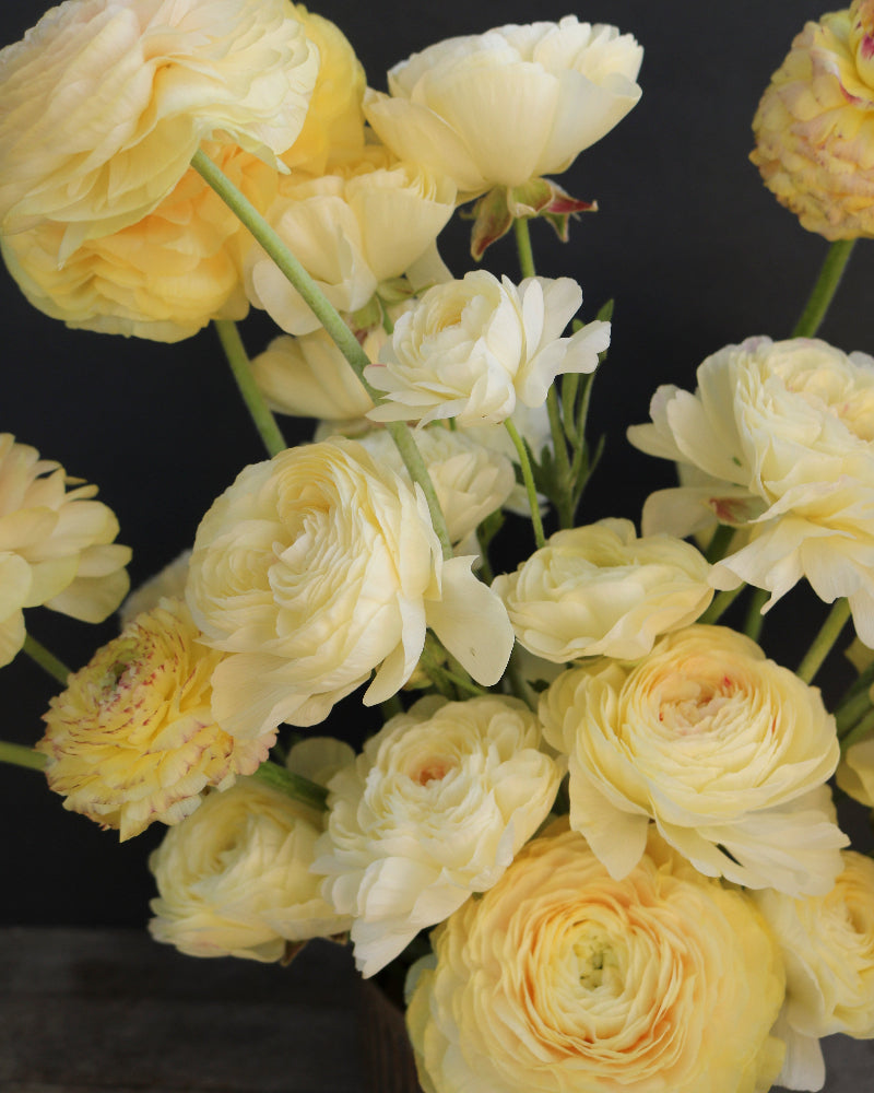 Ranunculus flowers in cream and yellow with peach in he center