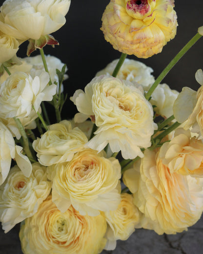 cream Hydra ranunculus flowers