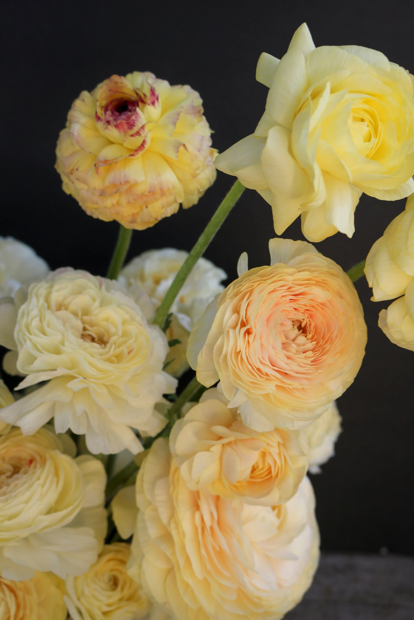 Cream and yellow ranunculus flowers with peach centers against a black background