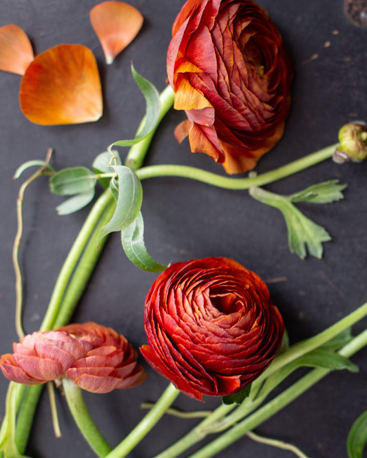 Red ranunculus flowers with green stems and leaves arranged on a dark textured surface, with scattered orange petals around them.
