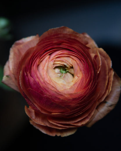 A close-up of a single ranunculus flower with layered petals in warm peach, pink, and deep burgundy tones against a dark background.