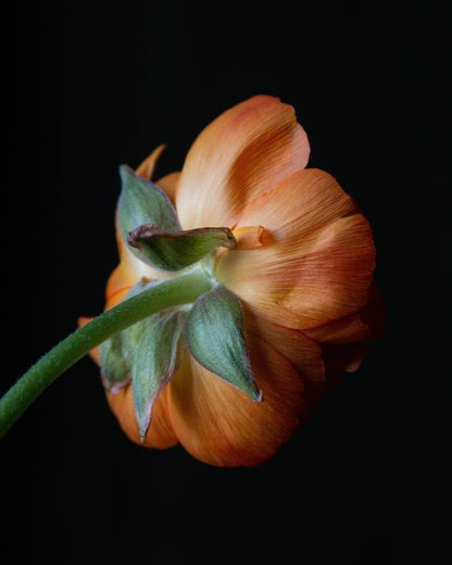 An orange ranunculus flower with green sepals and stem, photographed against a solid black background.