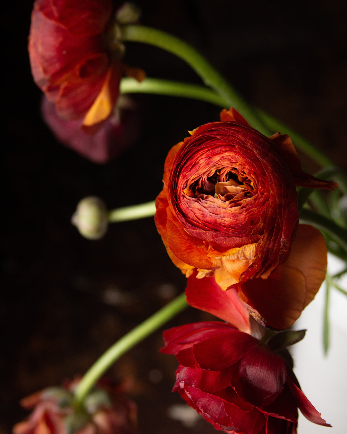 A close-up, artistic shot of dried ranunculus flowers in deep red, orange, and burgundy tones with green stems against a dark, moody background.