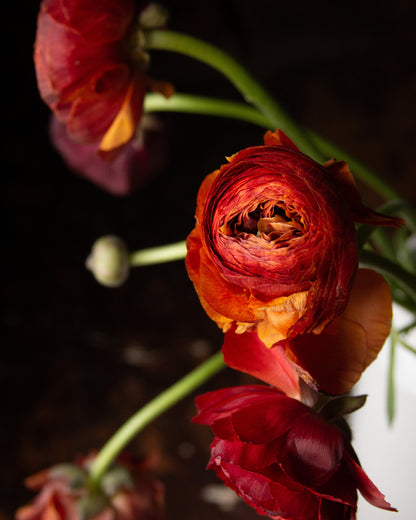 A close-up, artistic shot of dried ranunculus flowers in deep red, orange, and burgundy tones with green stems against a dark, moody background.