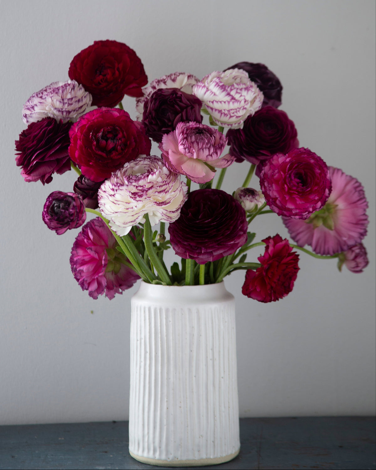 A bouquet of multicolored ranunculus flowers in deep reds, purples, and white with magenta variegation, arranged in a white ribbed ceramic vase against a plain light gray wall.