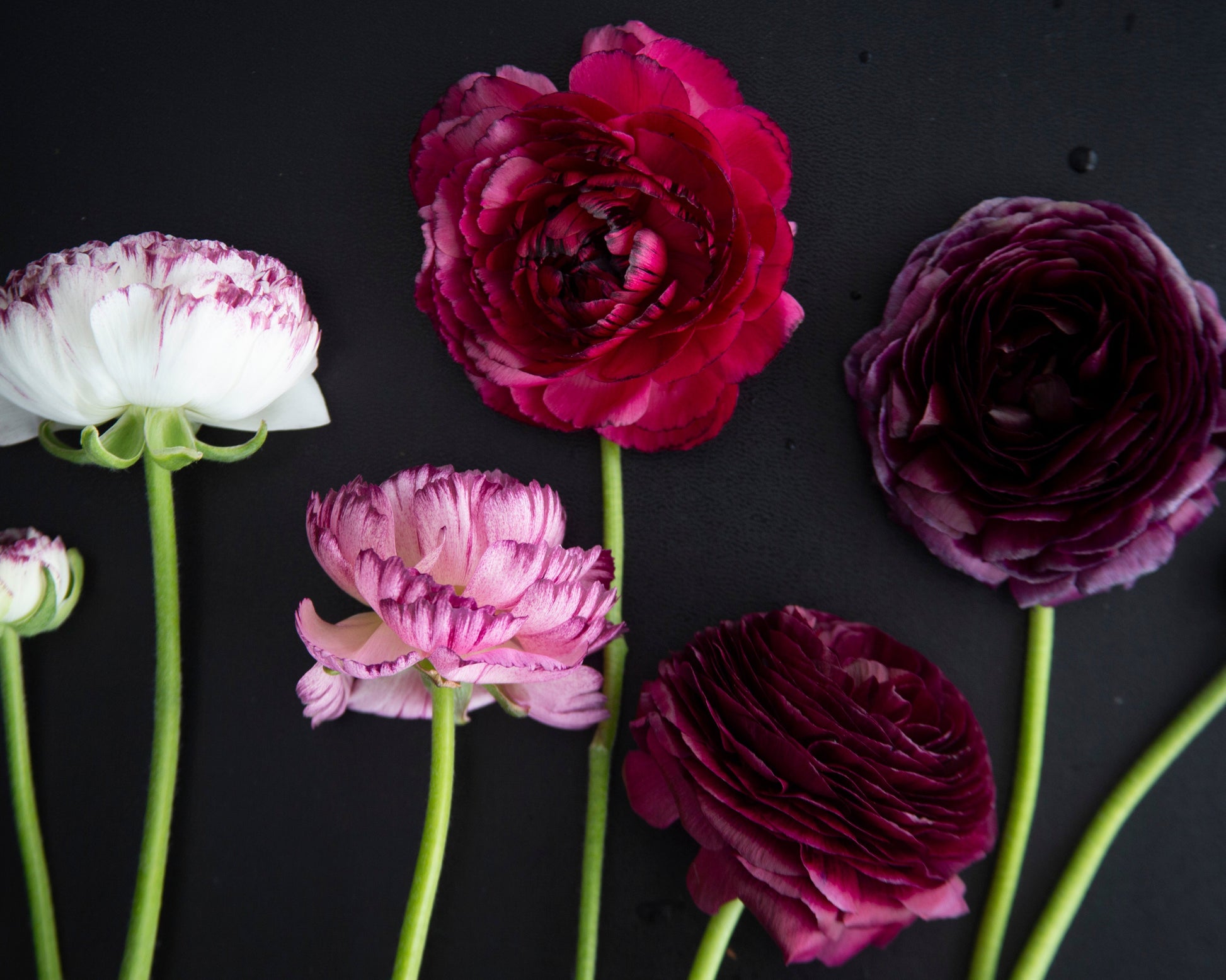 Colorful flowers arranged on a black background
