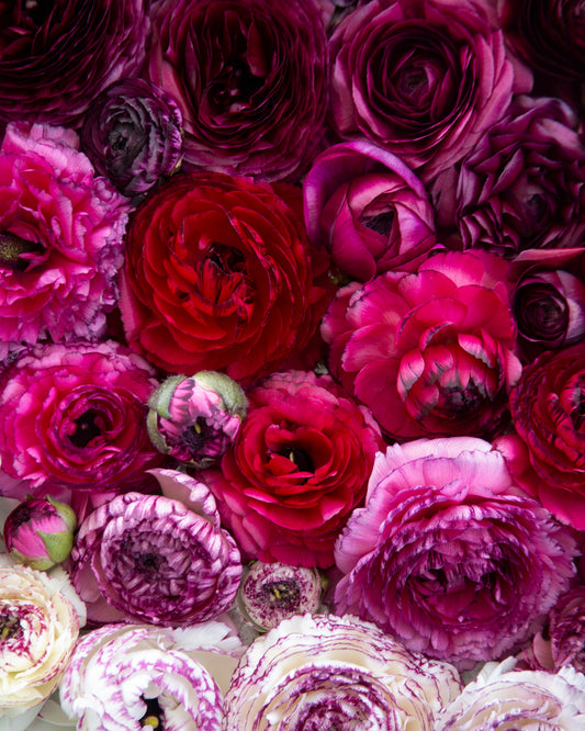A dense arrangement of layered flowers in shades of magenta, deep pink, burgundy, and cream, filling the frame.