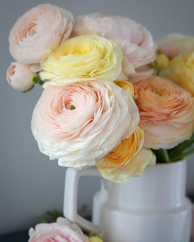 Blush, pink, cream, yellow, and cantaloup ranunculus