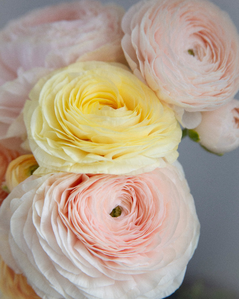 Blush, pink, cream, yellow, and cantaloup ranunculus