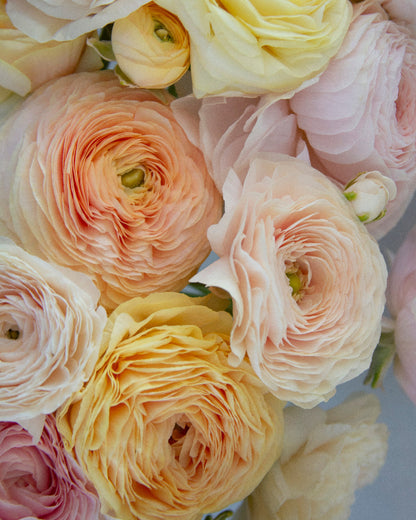 Blush, pink, cream, yellow, and cantaloup ranunculus