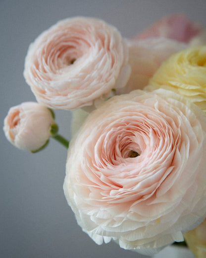 Blush, pink, cream, yellow, and cantaloup ranunculus