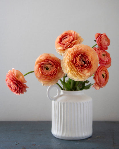 Ranunculus Nohant