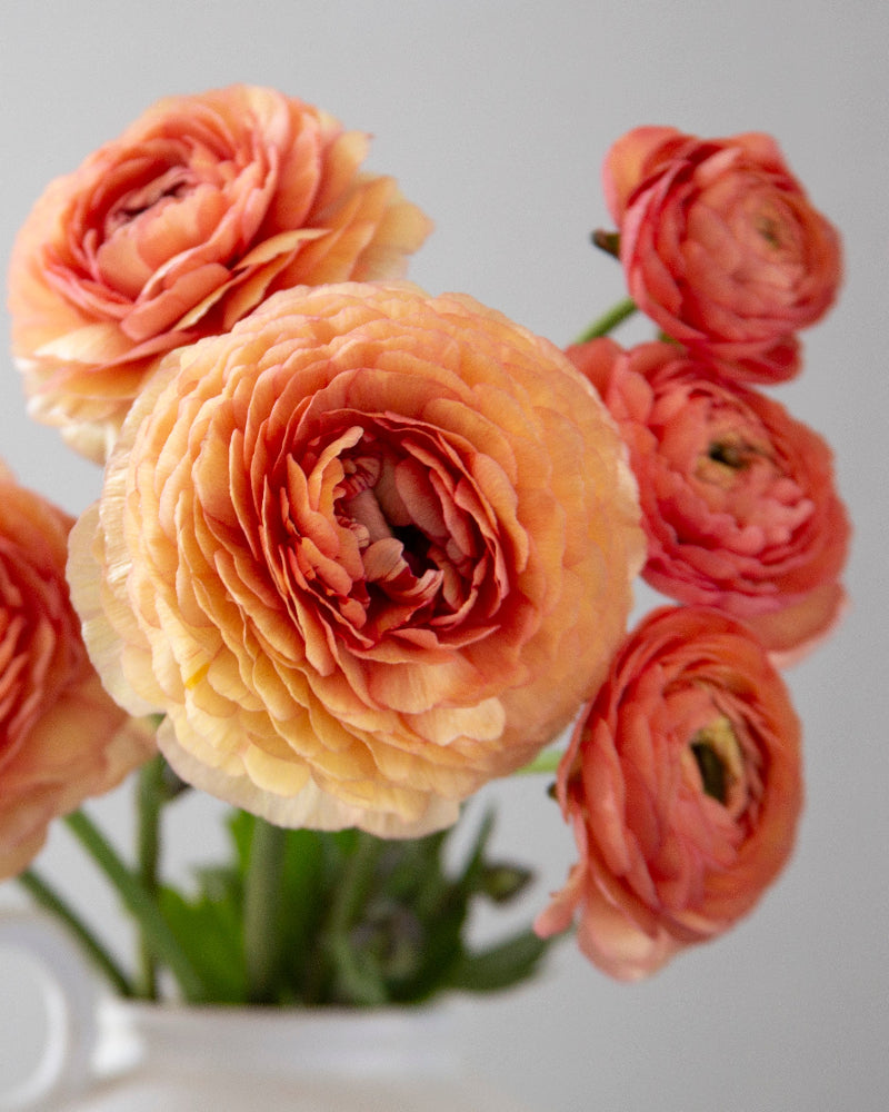 Ranunculus Nohant