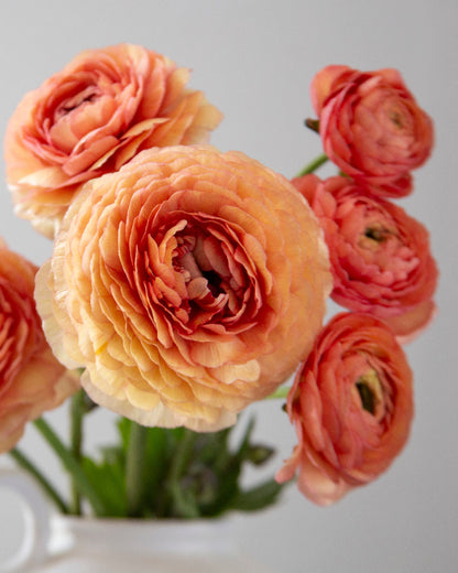 Ranunculus Nohant