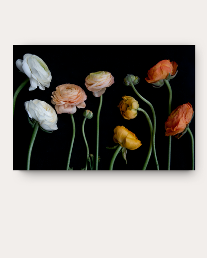 Ranunculus Del Sol Print