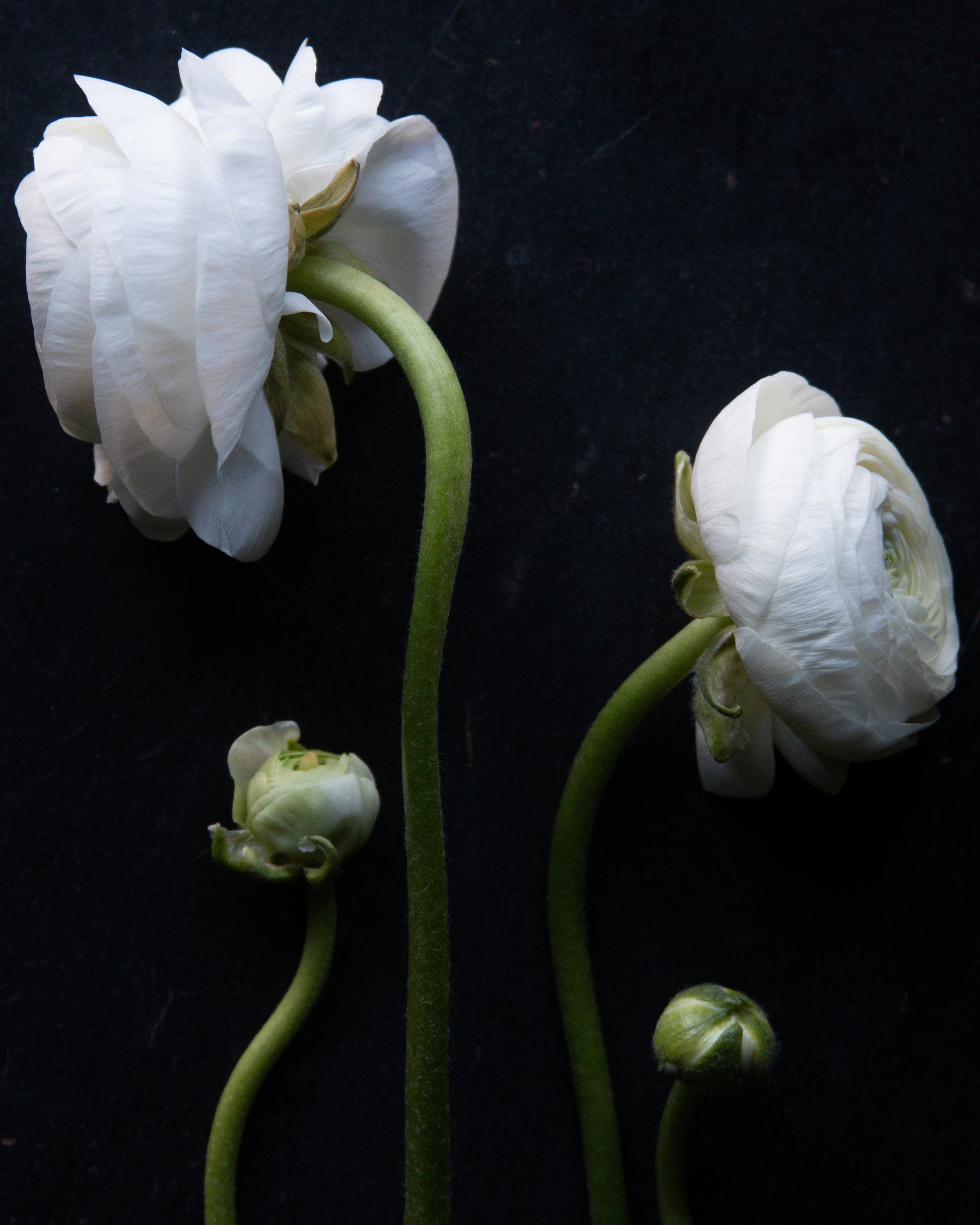 White flowers with green stems on a black background