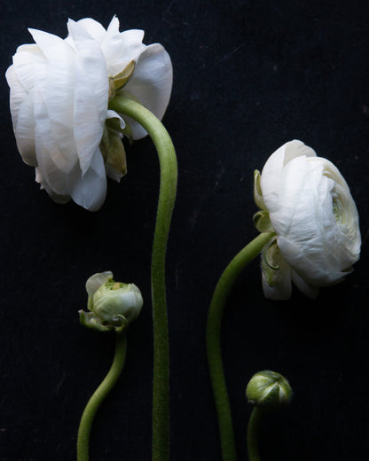 White flowers with green stems on a black background