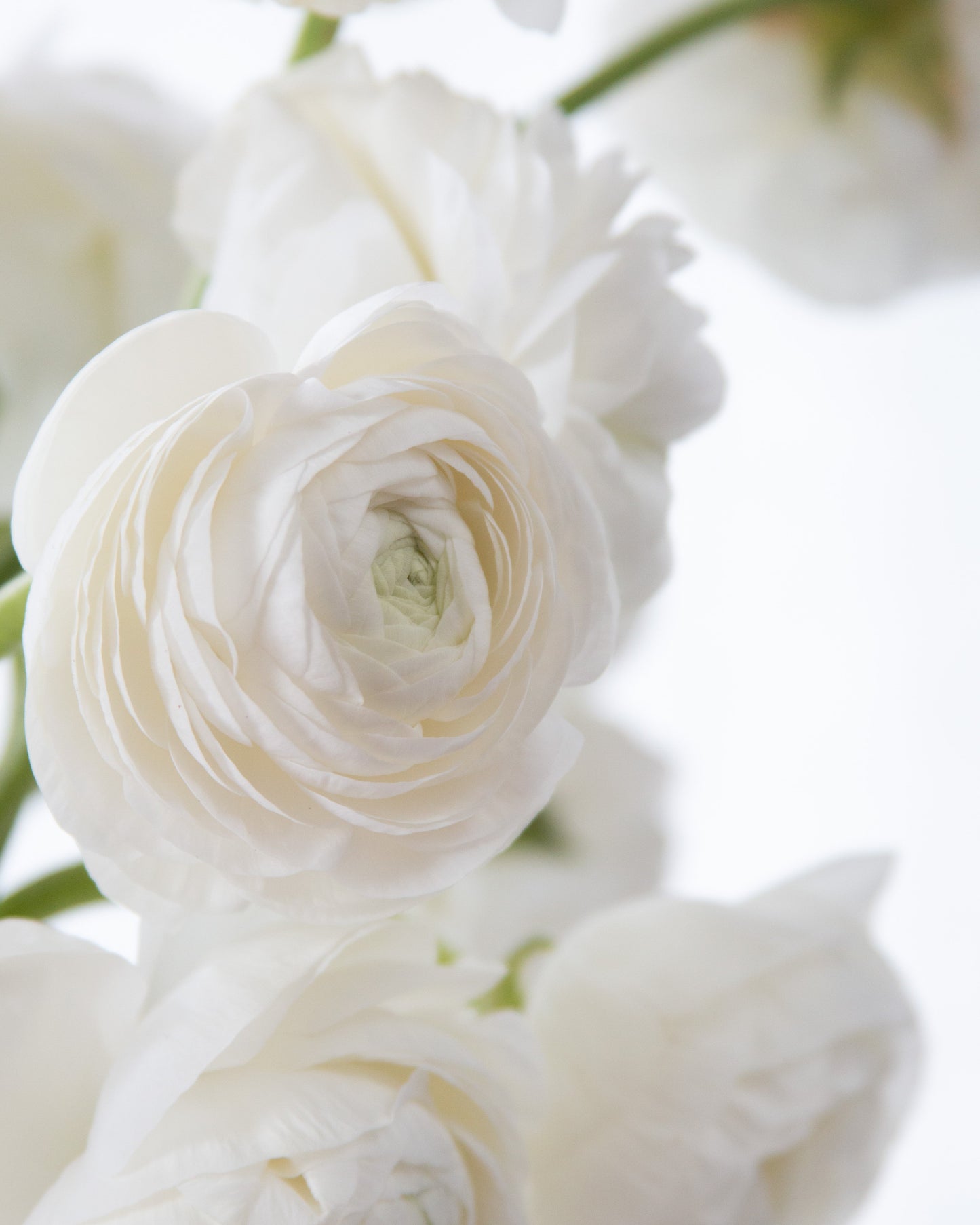 Close-up of white flowers with a soft focus background