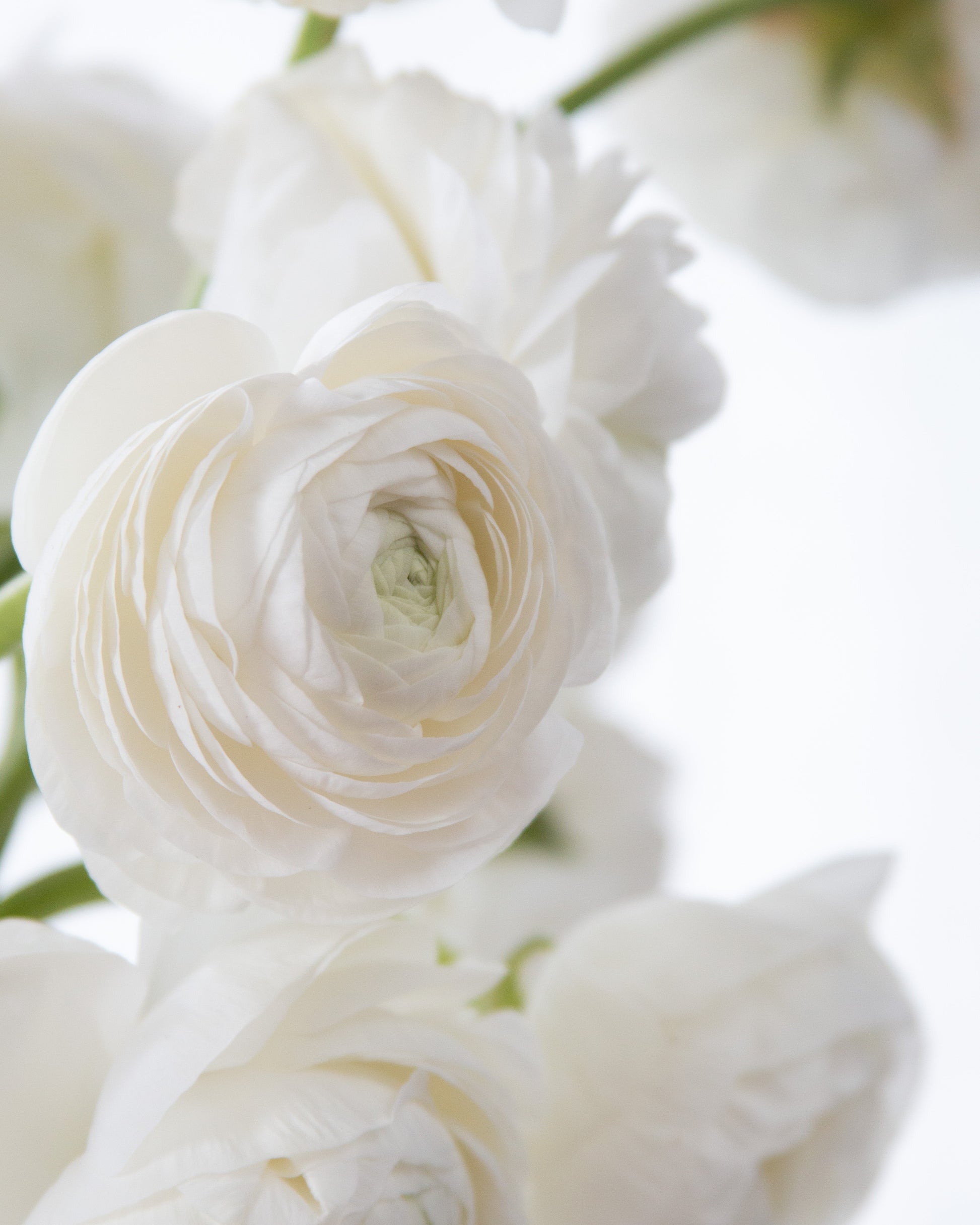 Close-up of white flowers with a soft focus background