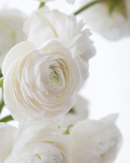 Close-up of white flowers with a soft focus background