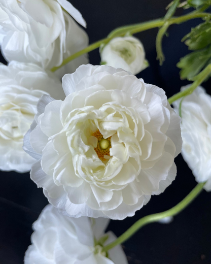 Close-up of a white flower with a dark background