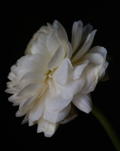 White flower against a black background
