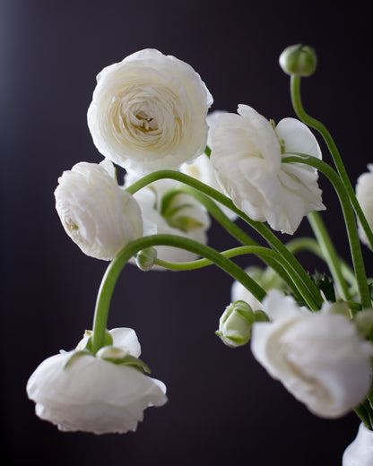 White flowers with green stems against a dark background