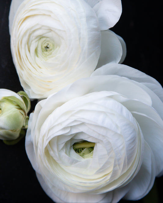 Two white flowers on a black background